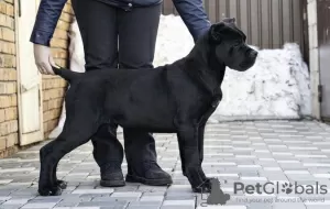 Photo №1. cane corso - for sale in the city of Москва | 2451$ | Announcement № 10600