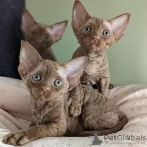 Photo №1. devon rex - for sale in the city of Мюнхенбернсдорф | 270$ | Announcement № 30005