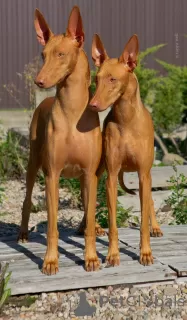 Additional photos: Pharaoh Hound Puppy Girl