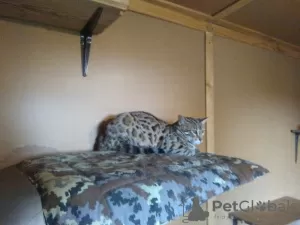 Photo №1. savannah cat - for sale in the city of Yaroslavl | 2700$ | Announcement № 15690