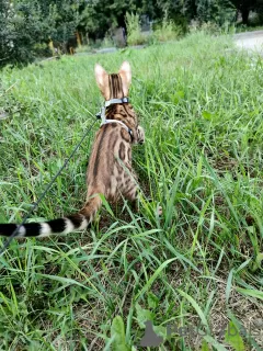 Photo №3. Bengal kittens for sale. Russian Federation