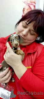 Additional photos: Miniature dachshund puppies, wirehaired and smooth, different colors