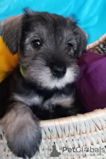 Photo №2 to announcement № 48690 for the sale of schnauzer - buy in Ukraine private announcement