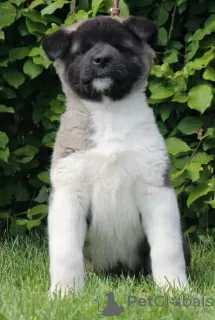 Additional photos: American Akita