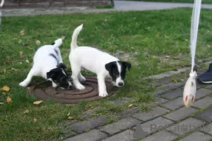 Additional photos: Jack Russell Terrier puppy