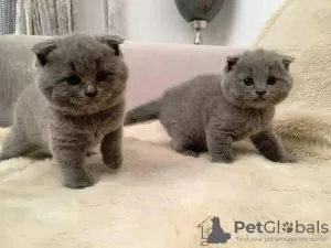 Photo №1. british shorthair - for sale in the city of Дармштадт | Is free | Announcement № 99042