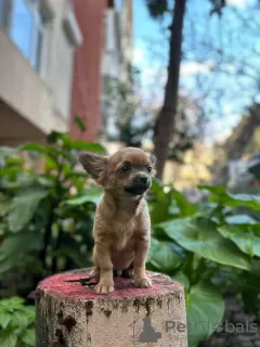 Additional photos: Selling three Chihuahua boys with official documents and vaccinated