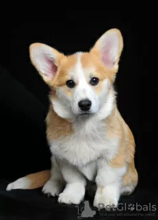 Additional photos: Pembroke Welsh Corgi puppy for sale, 4 months old. Bitch