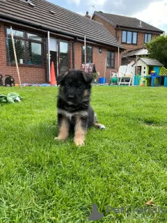 Photo №3. Beautiful German Shepherd puppies,. Ireland