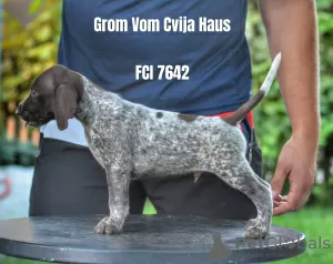 Photo №4. I will sell german shorthaired pointer in the city of Belgrade. breeder - price - 500$