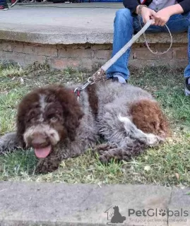 Additional photos: Lagotto Romagnolo puppies