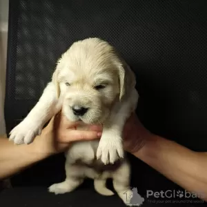 Additional photos: Golden retriever puppies