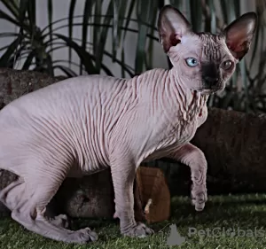 Photo №2 to announcement № 17602 for the sale of sphynx-katze - buy in Ukraine from nursery, breeder