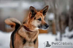 Photo №4. I will sell non-pedigree dogs in the city of Москва. private announcement - price - Is free