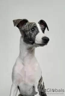 Additional photos: Whippet Puppies