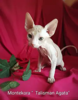 Additional photos: Don Sphynx kittens