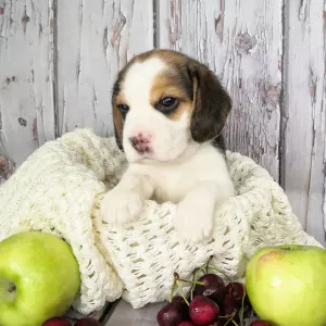 Additional photos: Beagle puppies with documents