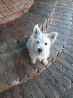 Additional photos: West Highland White Terrier - Westie