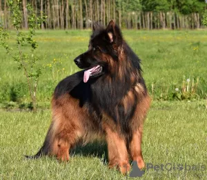 Photo №2. Mating service german shepherd. Price - 317$