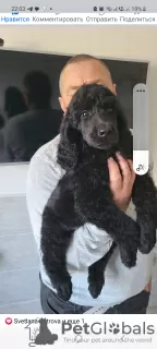 Photo №2 to announcement № 83060 for the sale of poodle (royal) - buy in Ukraine private announcement, from nursery