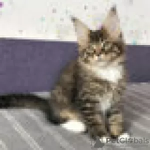 Photo №2 to announcement № 129233 for the sale of maine coon - buy in Switzerland breeder