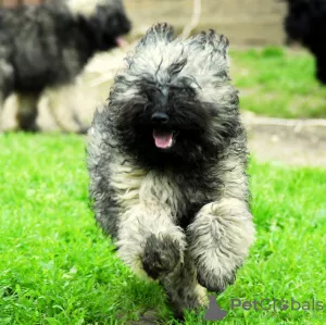 Additional photos: Hungarian PULI puppies (shepherd in dreadlocks)