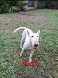 Photo №3. Bull Terrier Puppies for Sale. Finland