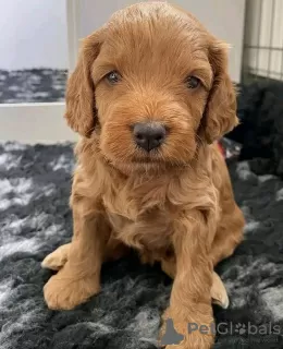 Photo №1. english cocker spaniel - for sale in the city of Eišiškės | 349$ | Announcement № 75799