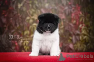 Photo №2 to announcement № 74225 for the sale of american akita - buy in Czech Republic 