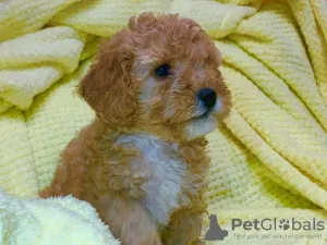 Photo №3. Toy poodle. Russian Federation