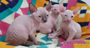 Photo №1. sphynx cat - for sale in the city of Paris | negotiated | Announcement № 109320