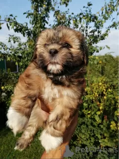 Photo №1. shih tzu - for sale in the city of Vilnius | 475$ | Announcement № 71253