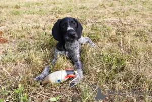 Additional photos: German Wirehaired Pointer ZKwP FCI female