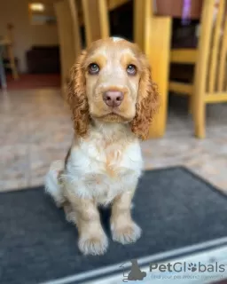 Photo №1. english cocker spaniel - for sale in the city of Братислава | Is free | Announcement № 111331