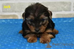 Photo №3. Awesome Yorkie puppies set to go. United States