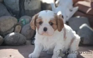 Photo №1. cavalier king charles spaniel - for sale in the city of Denver | negotiated | Announcement № 93310