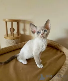 Photo №1. devon rex - for sale in the city of Herne | 370$ | Announcement № 113146