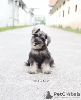 Additional photos: Schnauzer