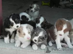 Photo №4. I will sell australian shepherd in the city of Mainz.  - price - 376$