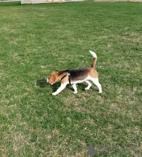 Additional photos: beagle