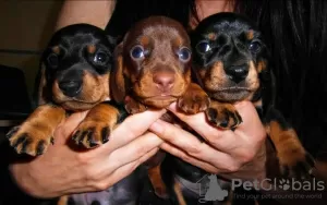 Additional photos: Miniature dachshund puppies, wirehaired and smooth, different colors