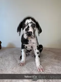 Photo №3. Great Dane Puppies Whatsapp..... 316887104240. Netherlands