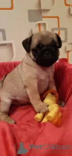 Additional photos: Purebred pug puppies