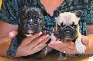 Photo №1. french bulldog - for sale in the city of Sydney | 450$ | Announcement № 131254