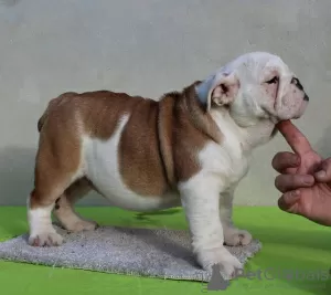 Additional photos: ENGLISH BULLDOG puppies