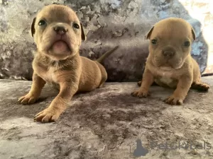 Photo №2 to announcement № 10984 for the sale of american bully - buy in Albania 