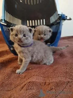 Photo №1. scottish fold - for sale in the city of Антверпен | Is free | Announcement № 116288