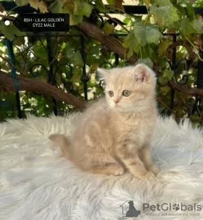 Additional photos: Golden British Shorthair Longhair Girls Boys