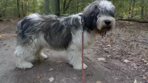 Photo №3. Puppy Polish Lowland Sheepdog Puppy - Polish Lowland Sheepdog FCI. Poland