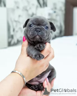 Photo №2 to announcement № 51594 for the sale of french bulldog - buy in Moldova breeder